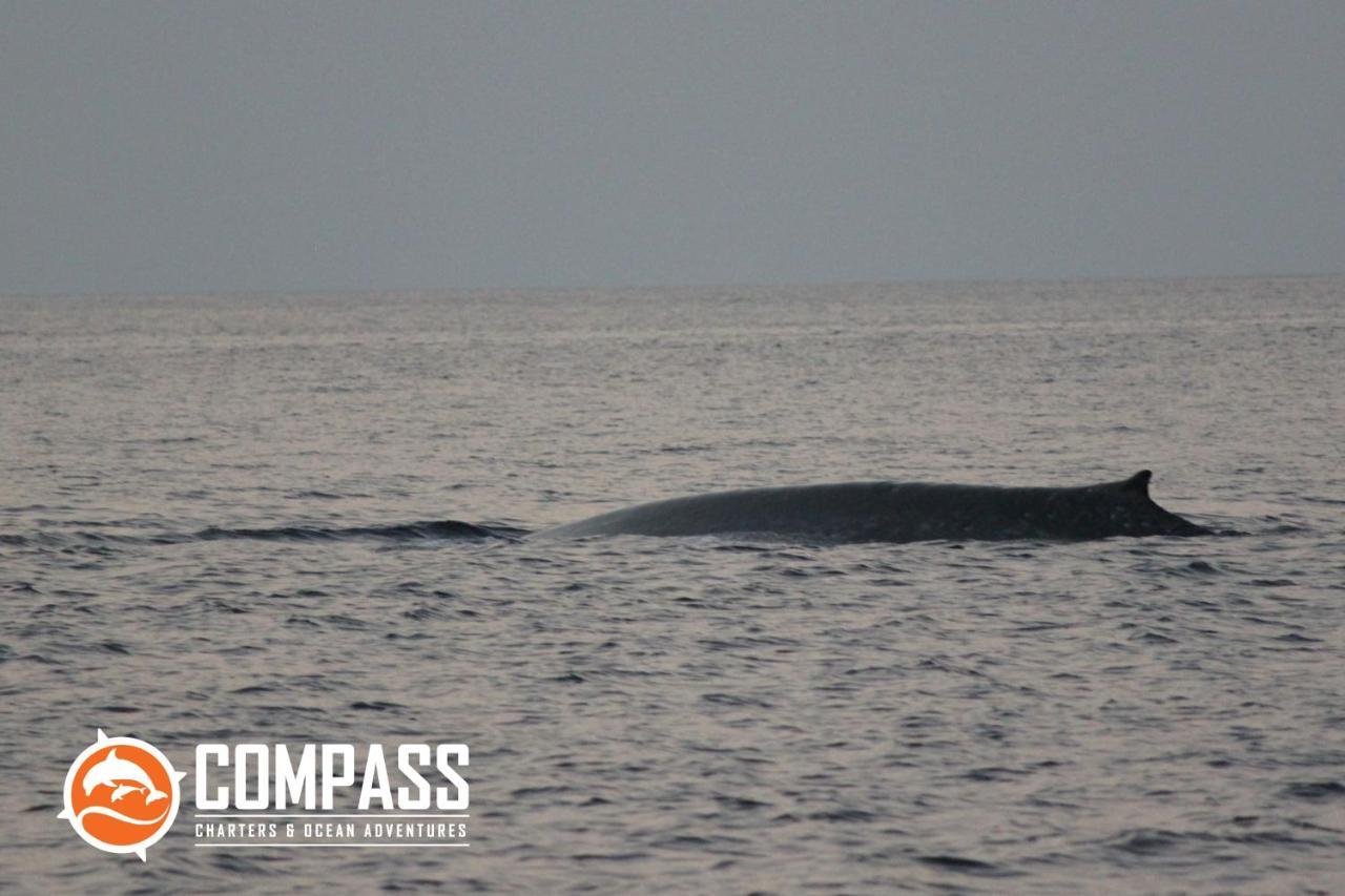 Compass Diving Resort Beloi エクステリア 写真