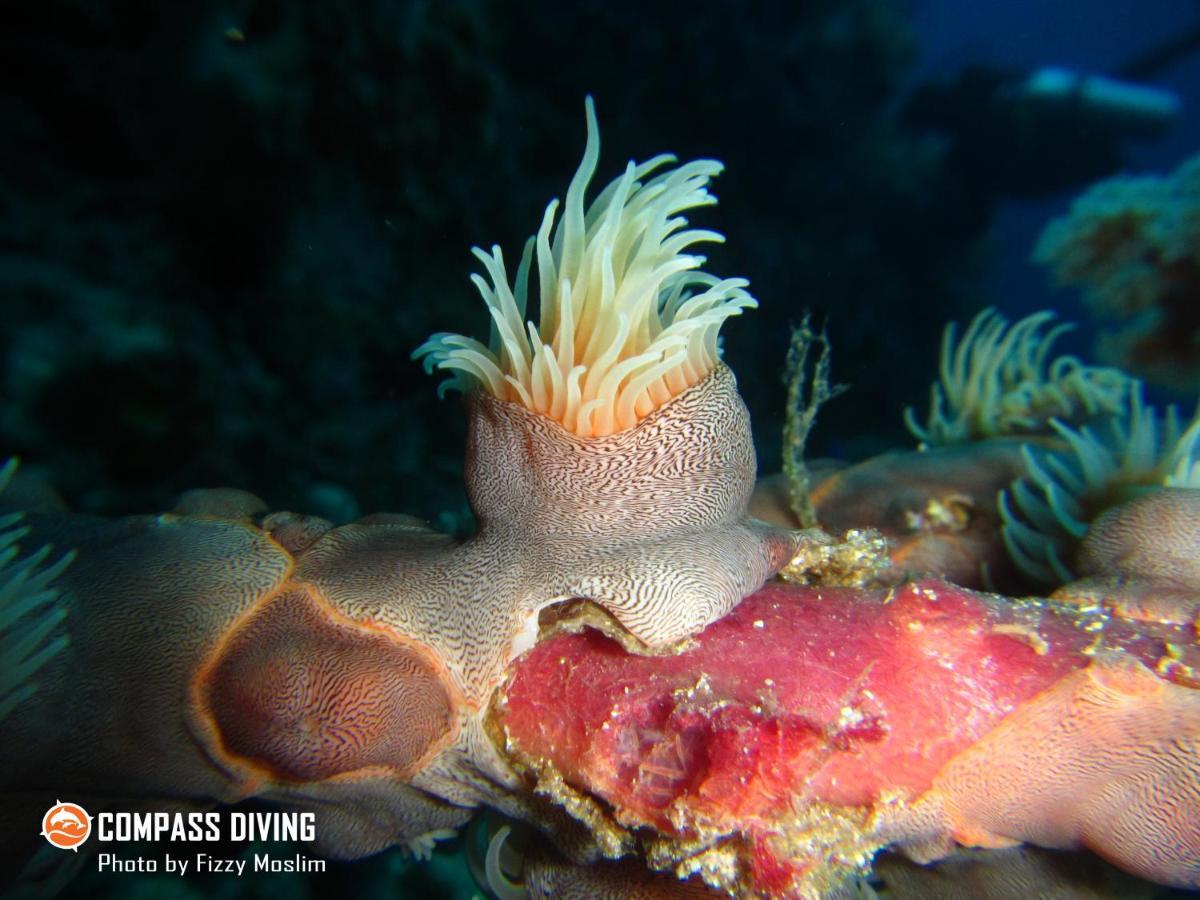 Compass Diving Resort Beloi エクステリア 写真