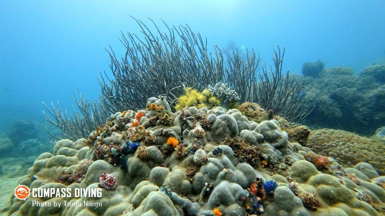 Compass Diving Resort Beloi エクステリア 写真
